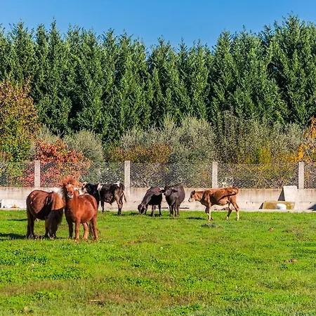 Ferma Gold Double By Pikhost Daire Tiran