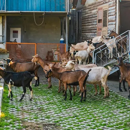 Ferma Gold Double By Pikhost