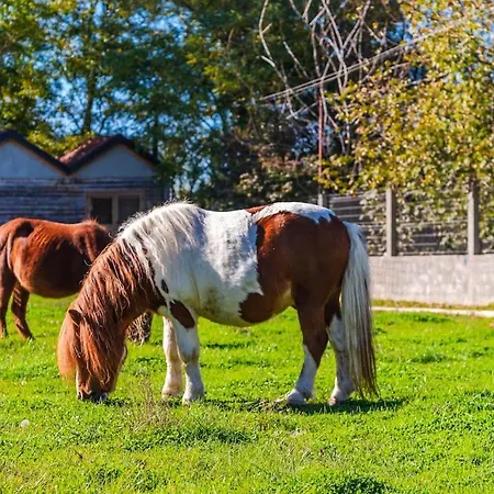 Ferma Gold Double By Pikhost * Tiran