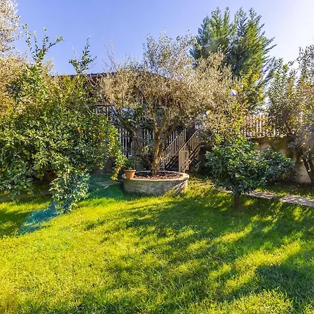 Ferma Gold Double By Pikhost Daire