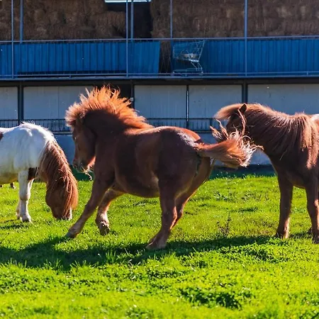 Ferma Gold Double By Pikhost Daire Tiran