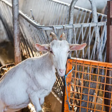 Ferma Gold Double By Pikhost Tirana