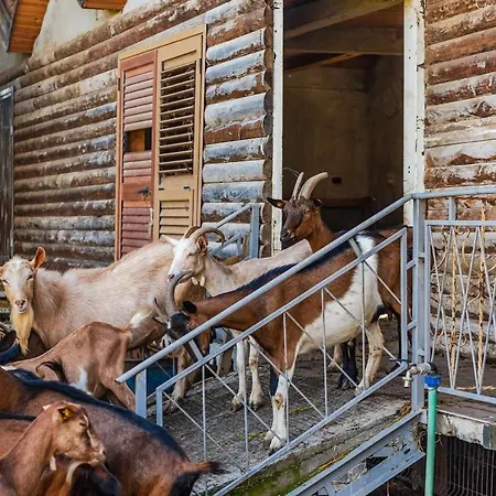 Ferma Gold Double By Pikhost *