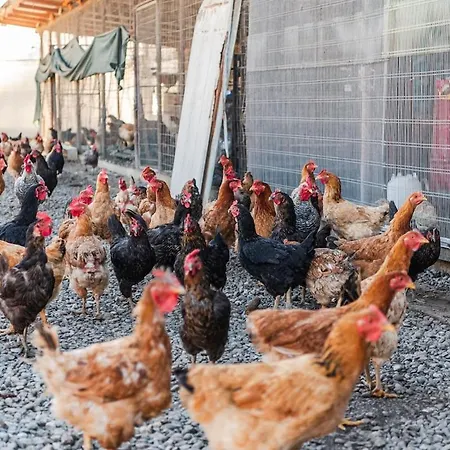 Ferma Gold Double By Pikhost *