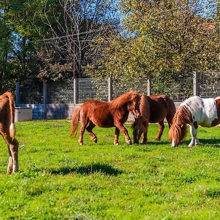 Apartament Ferma Gold Double By Pikhost